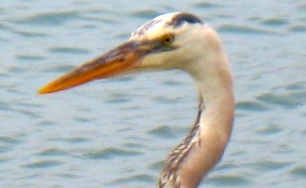Key West great blue heron