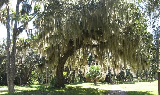 Fort Frederica
