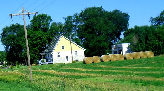 Alfalfa in the field