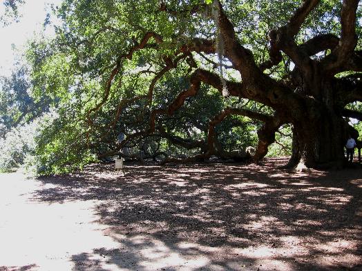 Angel Oak, a champion live oak tree