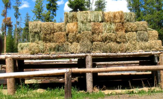 Serious hay for horses and pack mules in Buffalo Valley
