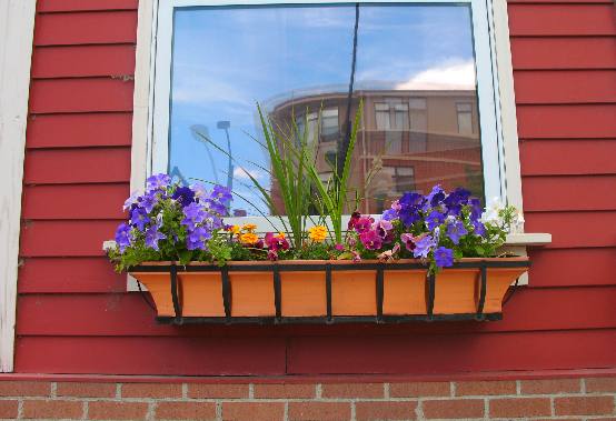 window box in Golden, Colorado