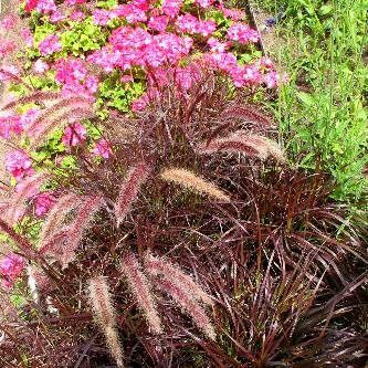 Flower bed at Coors Brewery in Golden, Colorado