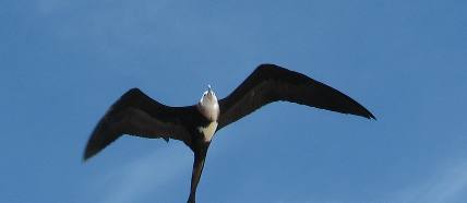 Female Magnificent Frigatebird flying over Ft. Jefferson in the Dry Tortugas