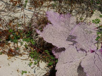 Sea Fan on Garden Key beach in the Dry Tortugas
