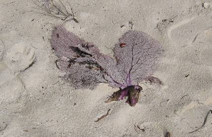 Sea Fan on Garden Key beach in the Dry Tortugas