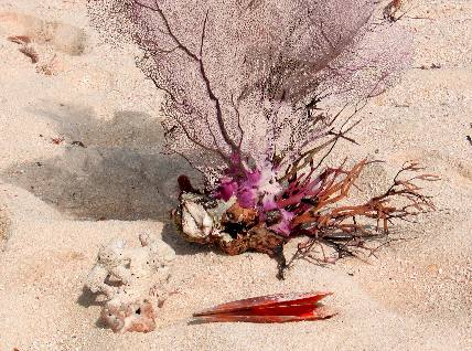 Sea Fan on Garden Key beach in the Dry Tortugas