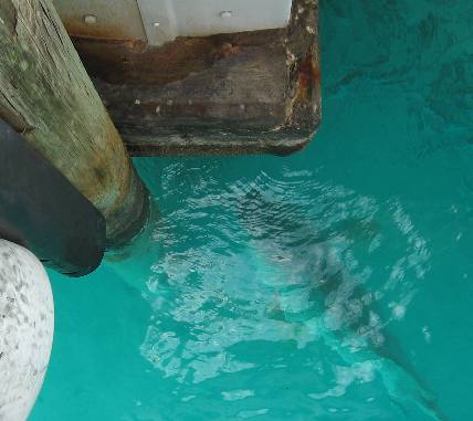 Giant Jewfish of Ft Jefferson in the Dry Tortugas