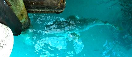 Giant Jewfish of Ft Jefferson in the Dry Tortugas