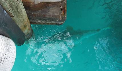 Giant Jewfish of Ft Jefferson in the Dry Tortugas