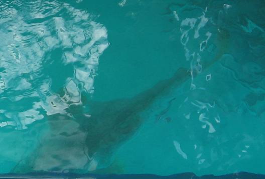 Giant Jewfish of Ft Jefferson in the Dry Tortugas