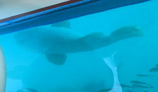 Giant Jewfish of Ft Jefferson in the Dry Tortugas