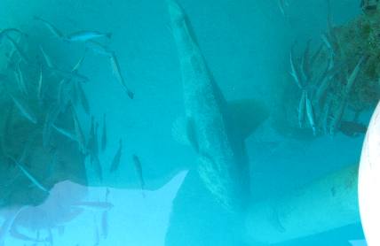 Giant Jewfish of Ft Jefferson in the Dry Tortugas