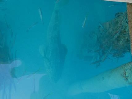 Giant Jewfish of Ft Jefferson in the Dry Tortugas