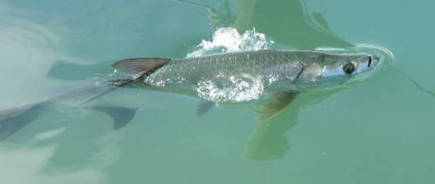 Tarpon cruising the marina in Key West
