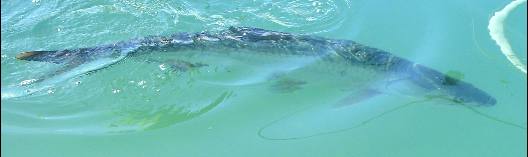 Huge tarpon swimming along Harbor Walk in Key West Bight Marina