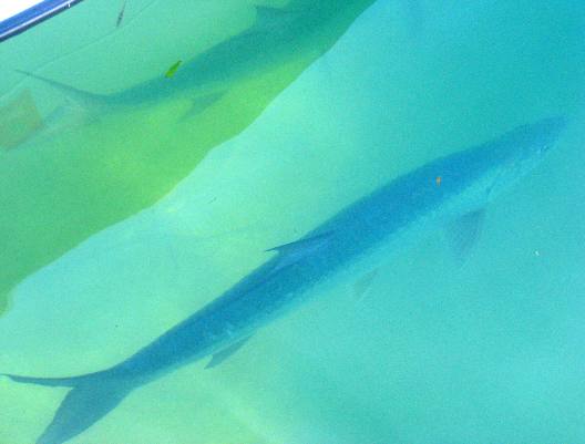 Two huge tarpon sitting still in the shadow of this flats boat