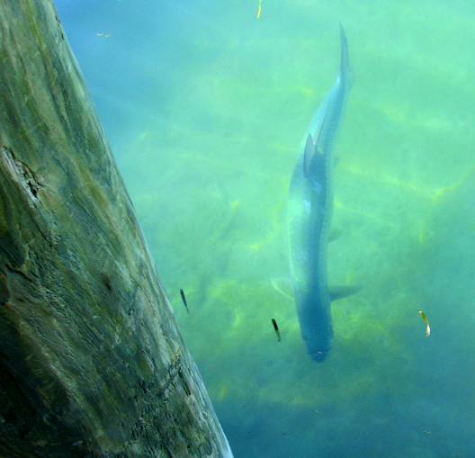 Tarpon cruising the marina in Key West