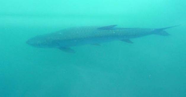 This is a really big tarpon