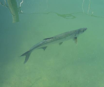 A 5-foot tarpon lounging in Key West Marina