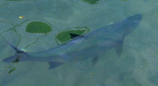 Huge tarpon cruising Key West Bight Marina as seen from Harbor Walk