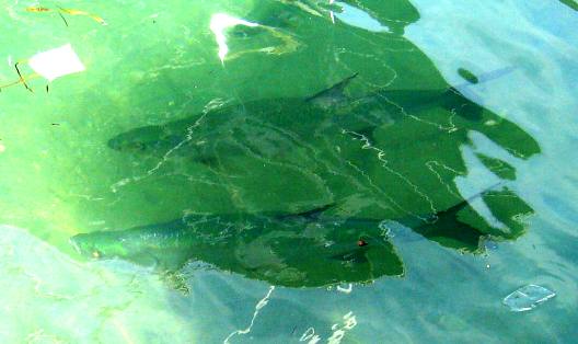 Two huge tarpon cruising Key West Bight Marina