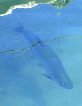 Large tarpon cruising Key West Bight Marina along Harbor Walk