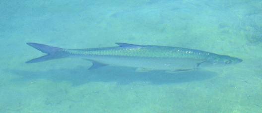 Large tarpon cruising in shallow water along Harbor Walk in Key West Bight Marina
