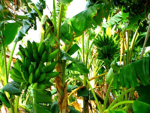 Bananna Trees at the Gallion Resort in Key West