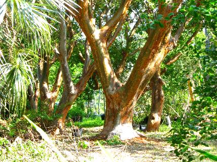 Tourist Tree