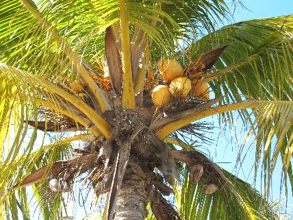 Coconut Palm