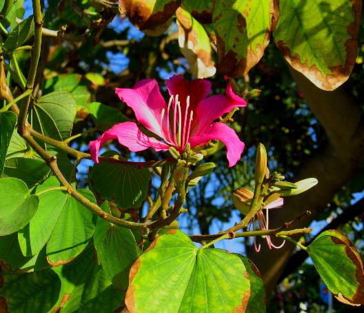 Orchid Tree Bloom