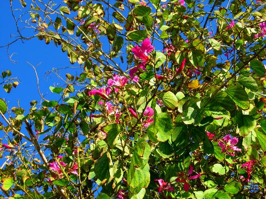 Orchid Tree