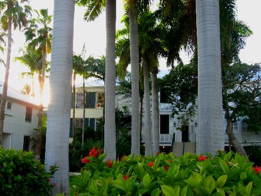 Royal Palm trees in front of the Mills Place Condominium in Truman Annex Key West, Florida