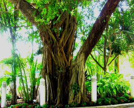 Strangler Fig in Truman Annex Key West, Florida