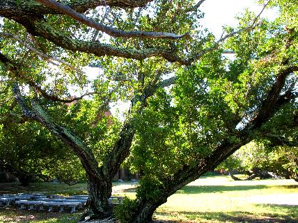 Trees growing inside Fort Jefferson in the Dry Tortugas