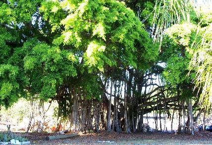 Banyan Tree on Big Pine Key