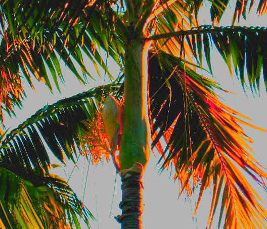 Royal Palm bloom at sunset