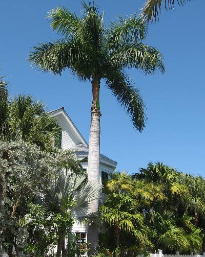 This is a fine example of the beautiful Royal Palm