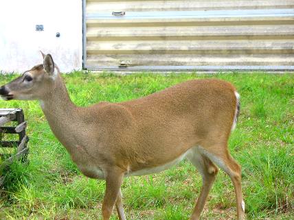 Endangered Species Key Deer on Big Pine Key