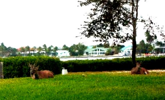 Endangered Species Key Deer on Big Pine Key