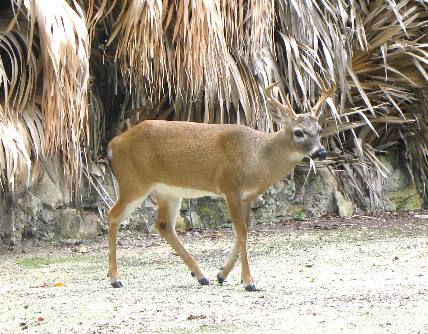 Extremely small almost tame buck on No Name Key