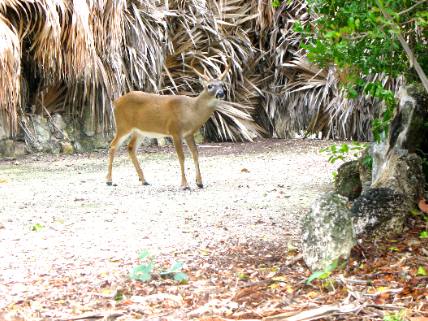 Extremely small almost tame buck on No Name Key