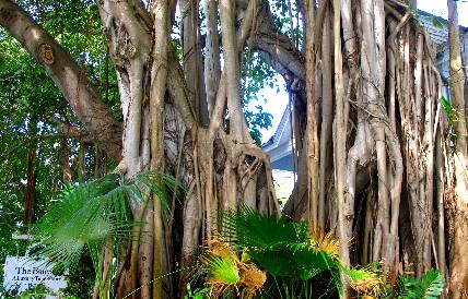 Aerial Roots of a Banyan Tree