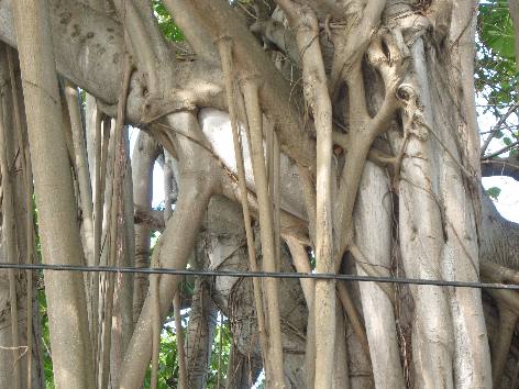 Aerial Roots on Ficus tree