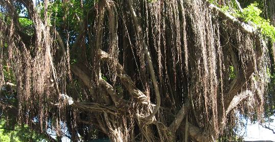 Aerial Roots on Ficus tree