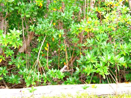 Red mangrove thicket on Stock Island