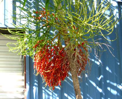 Bright red acree palm fruit