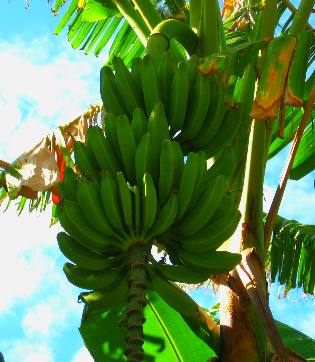 Nice banannas growing on a bananna tree outside Hogfish Grill & Bar on Stock Island.