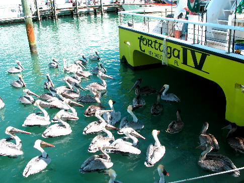 Brown Pelicans waiting behind the Tortuga IV for scraps thrown from the fish cleaning table
